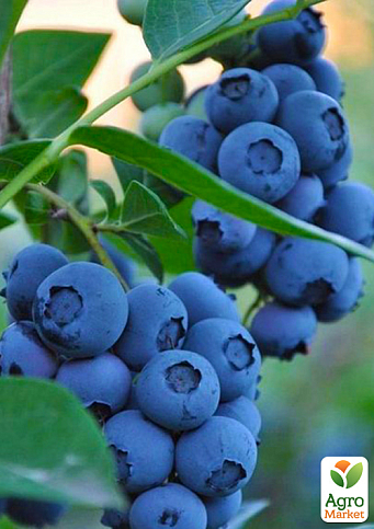 LMTD Голубика 2х летняя "Bluegold" (сортовая, укорененная) высота 50-70см