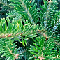 Ялиця Фразера (Abies Fraseri) горщик P9 цена
