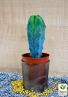 Кактус "Міртіллокактус геометричний" (Myrtillocactus geometrizans) (Нідерланди)1
