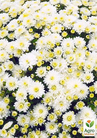 Хризантема мультифлора шарообразная "Jasoda White"  - фото 4