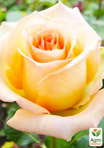 Роза чайно-гибридная "Версилия" (саженец класса АА+) высший сорт - фото 4