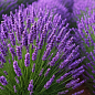 Лавандин "Grosso" (гибридная лаванда)