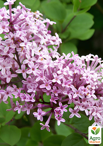 Бузок Мейера 2-річний дрібнолистий "Flowerfesta Pink", С1.5 - фото 5