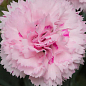 Гвоздика Махрова "Candy Floss"