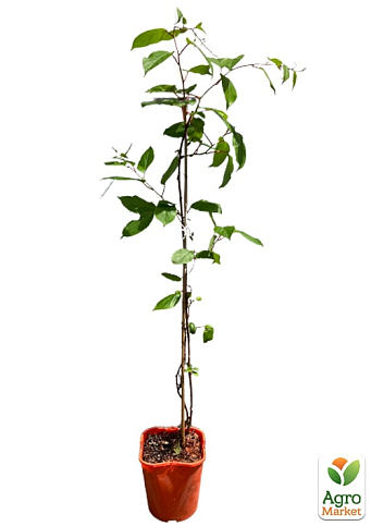 Актінідія 2-х річна «Пурпурова» (міні-ківі, морозостійкий сорт) вазон С1 - фото 6