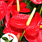 Антуріум (Anthurium) "Tropic Fire"
