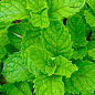 Мята Яблочная "Mentha Rotundifolia" (контейнер Р9)