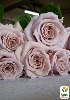 Роза чайно-гибридна "Menta" (саженец класса АА+, изысканный, обильно цветущий сорт)1