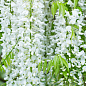 Глициния 3-х летняя белая “Белые ночи” (White Nights) 