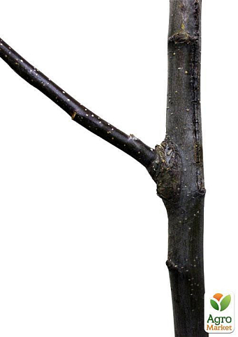 Дерево-сад укорененный в контейнере Яблоня "Голден Перси де Роса+Гала Галакси+Галмак" саженец 2 года - фото 4