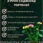 Гортензія крупнолиста 3-х річна "Schneeball" купить
