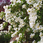 Екзохорда "Magical Springtime" (горщик Р9)