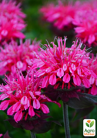 Бергамот (Монарда) «Bee Merry»