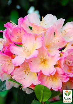 Эксклюзив! Рододендрон нежного розово-бежевого цвета "Нежность" (Tenderness) (премиальный, вечнозеленый, морозостойкий сорт)2