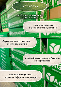 Эксклюзив! Крыжовник "Hinnonmäki Yellow (Хіннонмякі Єллоу)" (средний срок созревания, имеет очень сладкие, крупные ягоды) 12