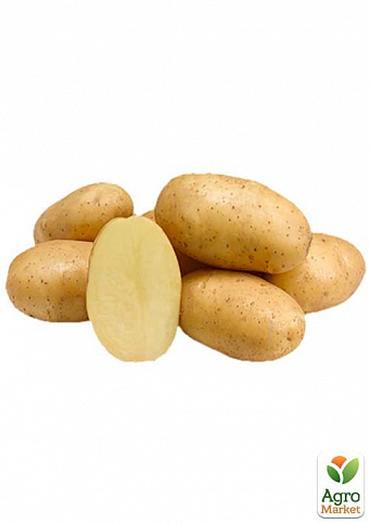 Картопля "Раномі" насіннєва рання (1 репродукція) 1кг - фото 2