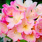 Эксклюзив! Рододендрон нежного розово-бежевого цвета "Нежность" (Tenderness) (премиальный, вечнозеленый, морозостойкий сорт)