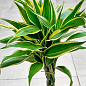 LMTD Драцена переплетенная "Sanderiana" (высота 40-50см)
