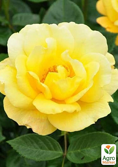 Троянда в контейнері поліантова "Avenue Yellow" (саджанець класу АА+)1