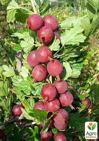 Крыжовник бесшипный "Каптиватор" (ранний срок созревания, крупноплодный сорт) - фото 4