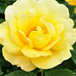 Роза в контейнере полиантовая "Avenue Yellow" (саженец класса АА+) 