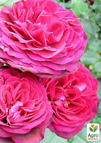 Роза плетистая "Пинк Мушимара" (саженец класса АА+) высший сорт - фото 4