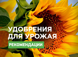 Найкращі мінеральні добрива для соняшника: рейтинг - корисні статті про садівництво від Agro-Market