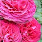 Роза плетистая "Пинк Мушимара" (саженец класса АА+) высший сорт