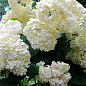 LMTD Гортензия крупнолистная цветущая 3-х летняя "Bright White" (30-40см) цена