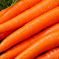 Морковь "Красный великан" (в банке) ТМ "Весна Органик" 20г