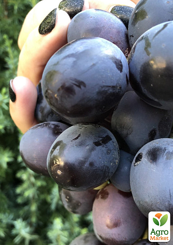 Виноград "Фуджімінорі" (ранній сорт японської селекції з дуже великою ягодою)  - фото 5