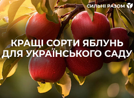 Найкращі сорти яблунь для українського саду - корисні статті про садівництво від Agro-Market