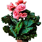 Бегонія квітуча "Camellia"