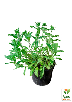 Шалфей Дубравный "Blue Bouquetta" С26