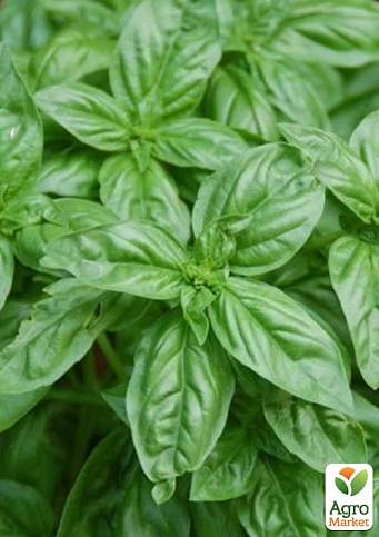 Базилик кустовой "Magic Blue" (кадочное растение, высокодекоративный куст) - фото 6