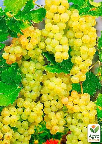 Виноград «Блондинка» (ранній, соковитий, солодкий мускат) - фото 4