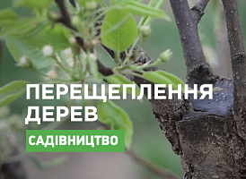 Перещеплення плодових дерев - корисні статті про садівництво від Agro-Market