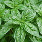 Базилик кустовой "Magic Blue" (кадочное растение, высокодекоративный куст)
