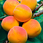 Абрикос "Мелитопольский ранний" (летний сорт, ранний срок созревания)