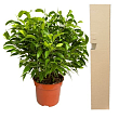 Фікус Бенджаміна (Ficus) "Benjamin"