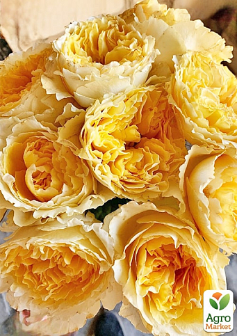 Роза пионовидная "Беатрис" (саженец класса АА+) высший сорт - фото 3