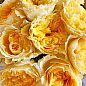 Роза пионовидная "Беатрис" (саженец класса АА+) высший сорт цена