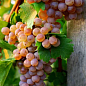 Привитый виноград "Черсеги" (винный сорт, подвой СО-4)