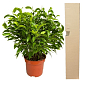 Фікус Бенджаміна (Ficus) "Benjamin"
