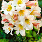Лилия Трубчатая "Regale" 