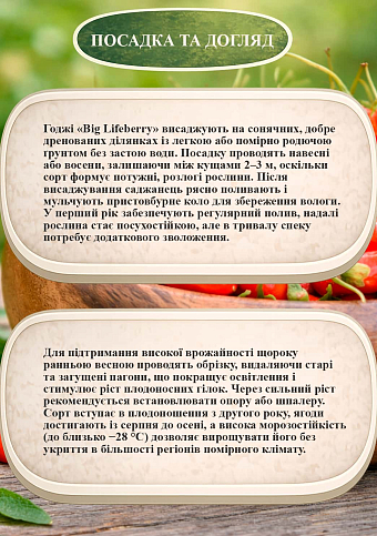 Эксклюзив! Годжи "Big Lifeberry (Біг Лайфберрі)" (перекрестное опыление, садить по 2 шт) - фото 2