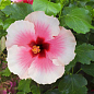 Гибискус комнатный "Grace 3" 