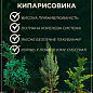 Кипарисовик Лавсона "Alumi" С3, висота 20-30см