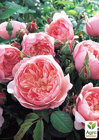 Роза английская "Alan Titchmarsh" (саженец класса АА+) высший сорт