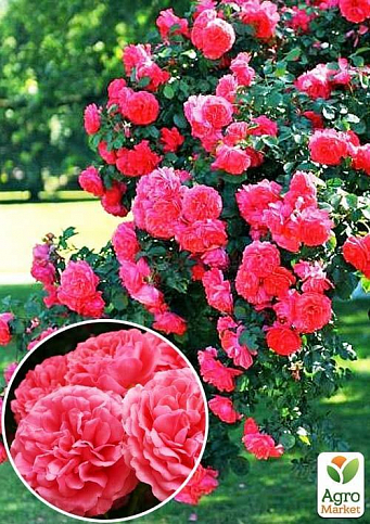 Троянда плетиста "Розаріум Ютерзен" (саджанець класу АА +) вищий сорт